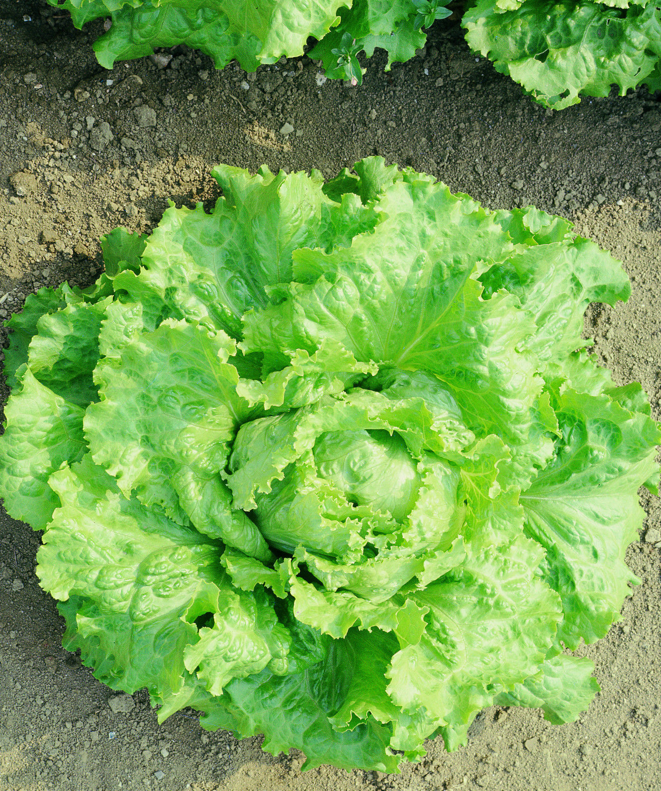 LATTUGA CAVOLO DI NAPOLI NR.2000 SEMI